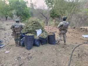 Ejército Mexicano asegura 100 kilogramos de mariguana en Aguililla