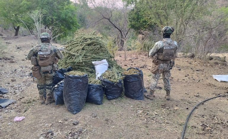 Ejército Mexicano asegura 100 kilogramos de mariguana en Aguililla