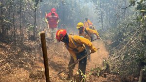 Brigadas liquidan 6 incendios forestales: Cofom