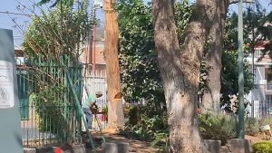 Retiran Árbol Seco en Zitácuaro para Proteger a la Ciudadanía al interior del parque de la estación de Zitácuaro