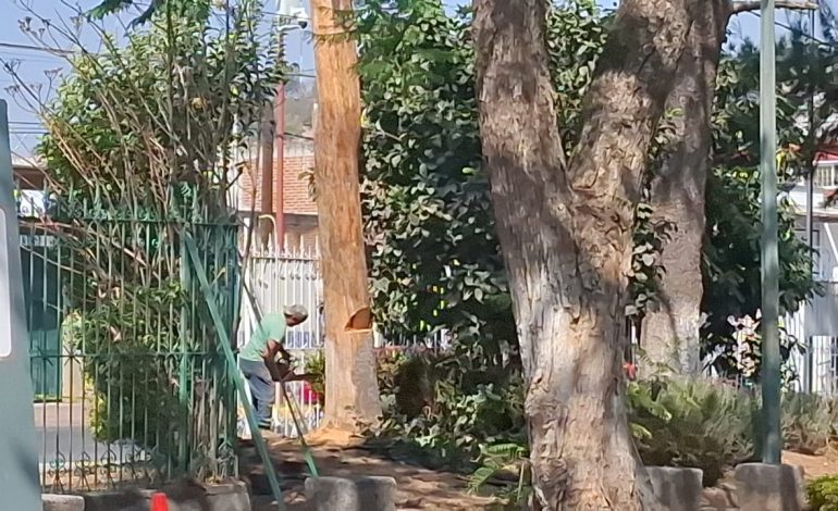 Retiran Árbol Seco en Zitácuaro para Proteger a la Ciudadanía al interior del parque de la estación de Zitácuaro
