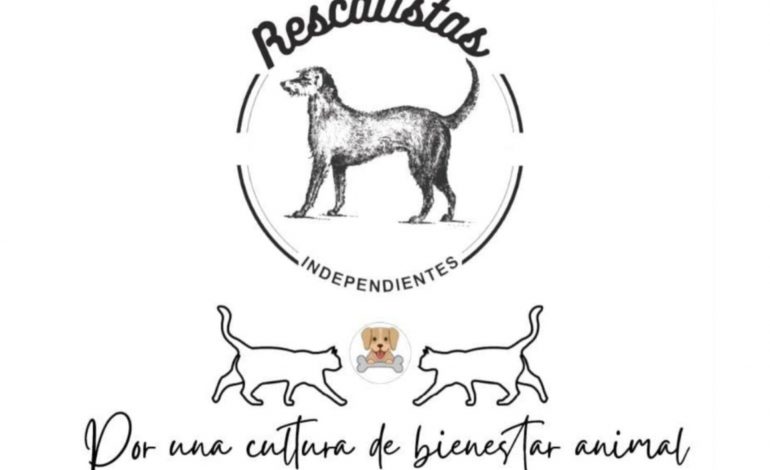 Películas de Disney impulsa la adopción, la ciudadanía el abandono: 90% de los animales acaba en las calles
