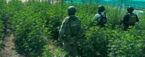 SSP detiene a hombre en plantío de mariguana y destruye campamento clandestino