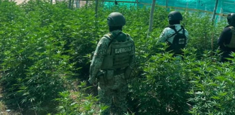 SSP detiene a hombre en plantío de mariguana y destruye campamento clandestino