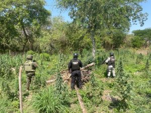 SSP y Defensa destruyen plantío de marihuana en Coahuayana