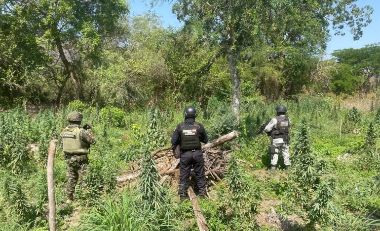 SSP y Defensa destruyen plantío de marihuana en Coahuayana