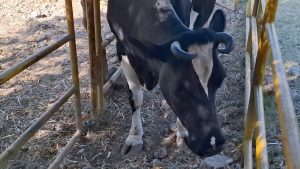 Sector Ganadero Refuerza Medidas ante el Riesgo de Gusano Barrenador en Zitácuaro