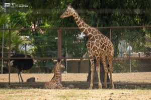 ¡Se llama Kawi! La jirafa bebé del Zoológico de Morelia
