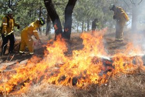 Segundos que salvan hectáreas, Guardián Forestal alerta a tiempo para control eficaz de incendios: Secma