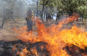 Extinguidos 7 incendios forestales: Cofom