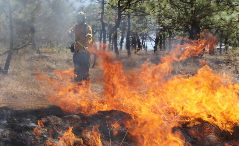 Extinguidos 7 incendios forestales: Cofom