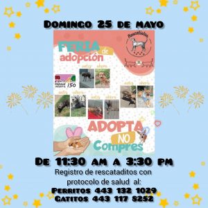 Rescatistas Independientes invitan a adopción de peluditos con entrenamiento… y a bailar en el Perro Cumbión