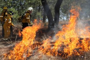 Brigadas forestales liquidan 8 incendios: Cofom