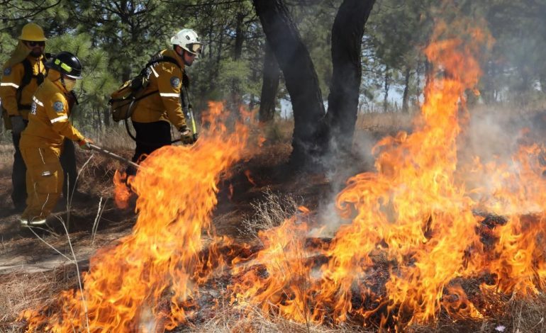 Brigadas forestales liquidan 8 incendios: Cofom