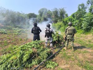 Tras operativo, SSP incinera en Parácuaro plantío con 9 mil plantas de marihuana