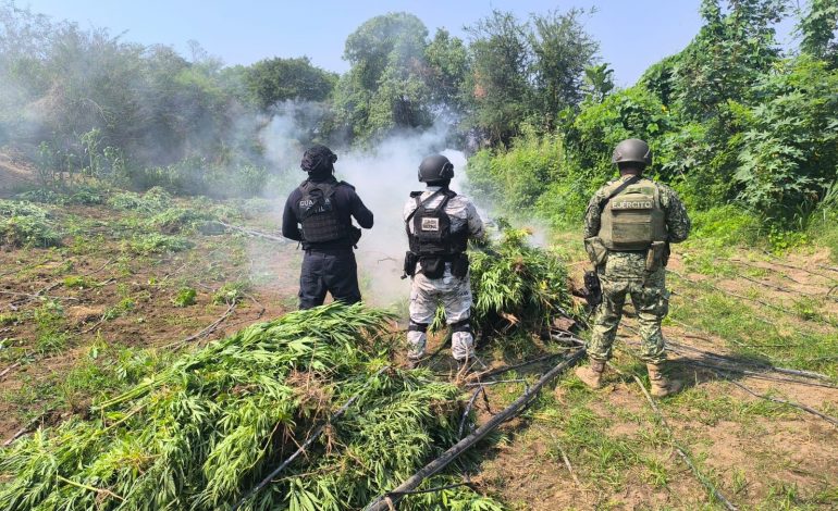 Tras operativo, SSP incinera en Parácuaro plantío con 9 mil plantas de marihuana