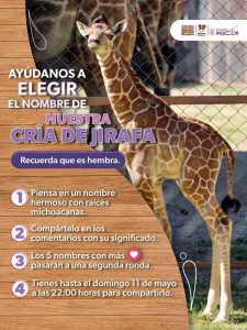 ¡Es momento de dejar tu huella! Ponle nombre a la nueva jirafita del Zoológico de Morelia