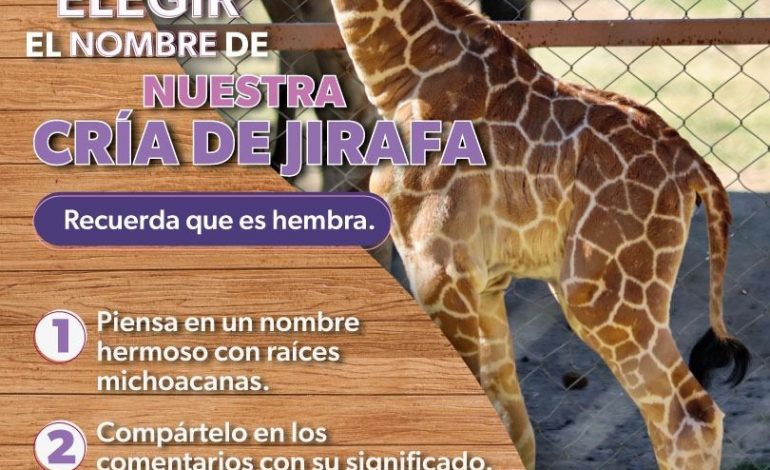 ¡Es momento de dejar tu huella! Ponle nombre a la nueva jirafita del Zoológico de Morelia