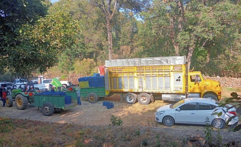 SSP y Defensa detienen a 14 presuntos implicados en robo de 160 cajas de aguacate.