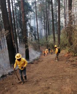 Brigadistas forestales apagan 4 incendios y atienden 3 más: Cofom