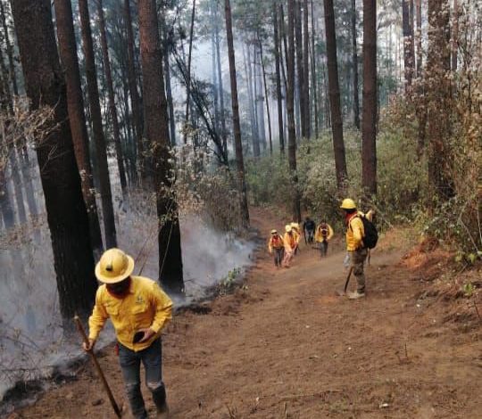 Brigadistas forestales apagan 4 incendios y atienden 3 más: Cofom