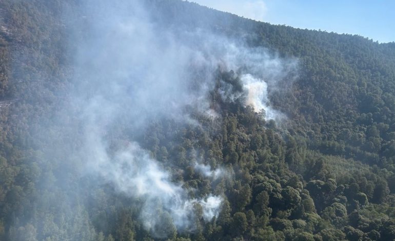 Atendido incendio forestal en zona del bosque de la Mariposa Monarca: Cofom.