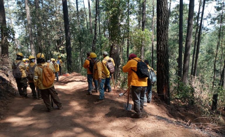 Incendio en Senguio, liquidado al 50 %: Cofom.