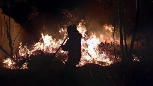 Brigadas ya se encuentran en combate de incendio en Tuxpan: Cofom.