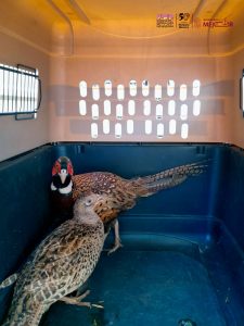 Resguarda Zoológico de Morelia ejemplares decomisados en Huetamo.<br>