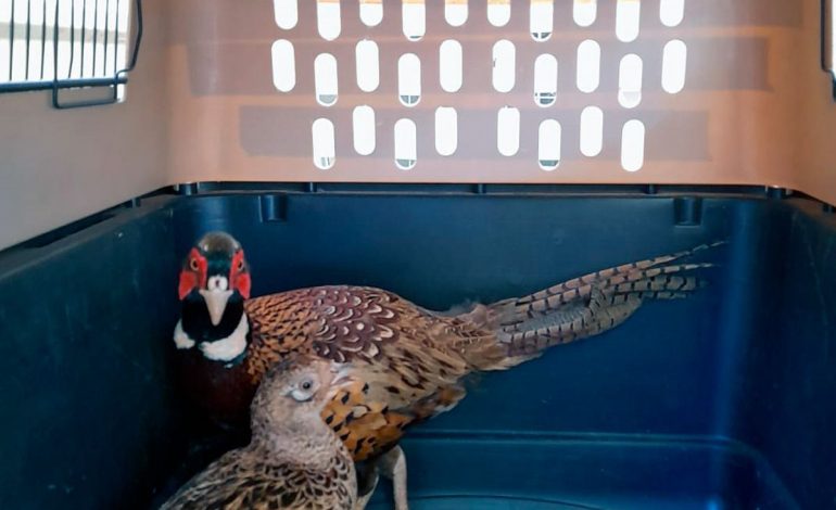 Resguarda Zoológico de Morelia ejemplares decomisados en Huetamo.