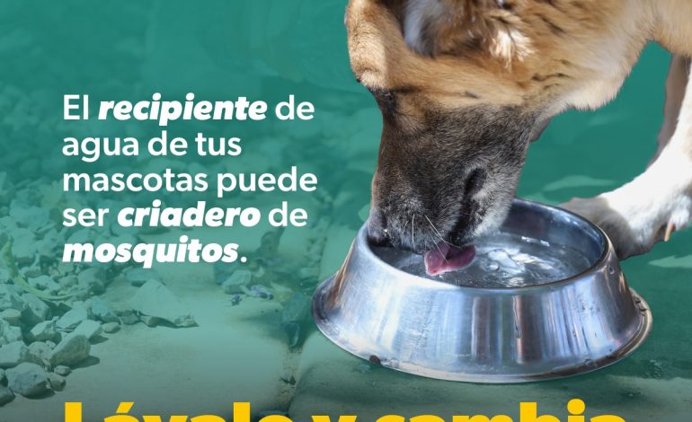 SSM te dice cómo combatir el dengue en casa: lava, tapa, voltea y tira