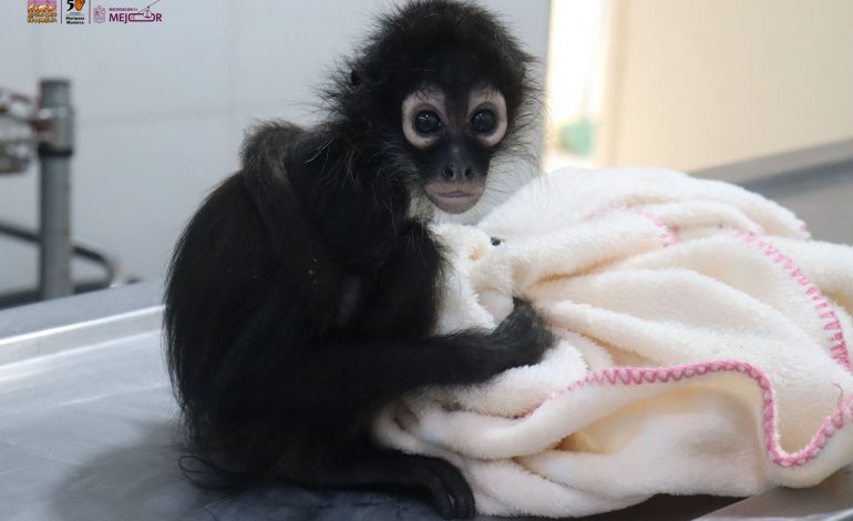 Zoológico de Morelia acoge monos araña y tamandúa para su rehabilitación