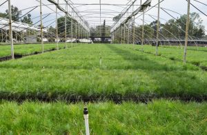 No te quedes sin tus plantas para reforestar, mañana cierra plazo para solicitar: Cofom