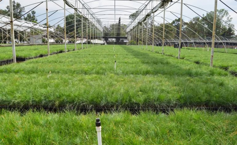 No te quedes sin tus plantas para reforestar, mañana cierra plazo para solicitar: Cofom