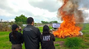 ​ INCINERA FGR MÁS DE MEDIA TONELADA DE DROGA EN MICHOACÁN