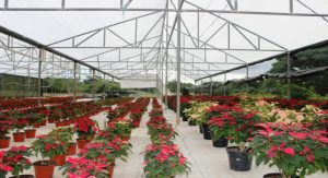 Productores de Nochebuena de Zitácuaro, enfrentan la temporada con esperanza y trabajo duro