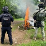 Localizados 16 costales de marihuana en Tuzantla: SSP