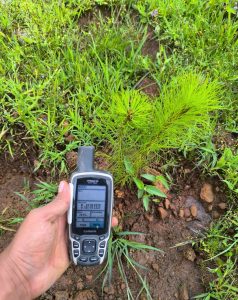 Pulmón de Michoacán crece, 7 de cada 10 árboles reforestados sobreviven: Cofom.<br>