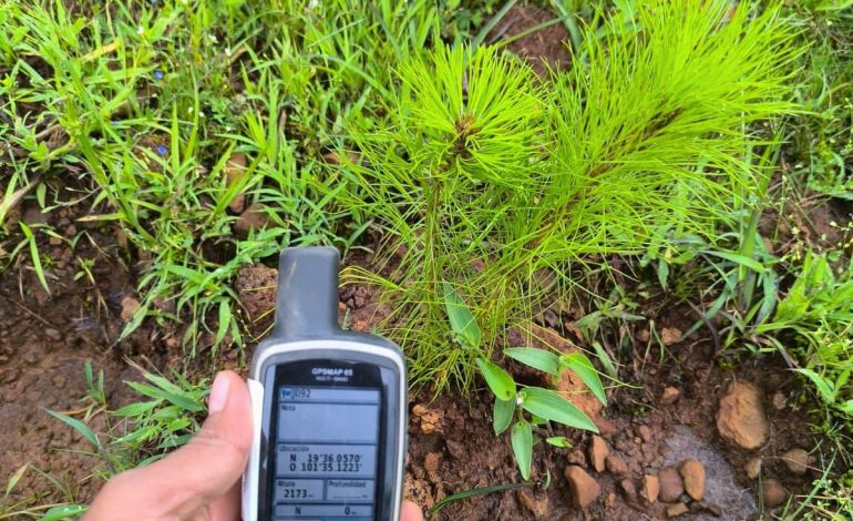 Pulmón de Michoacán crece, 7 de cada 10 árboles reforestados sobreviven: Cofom.