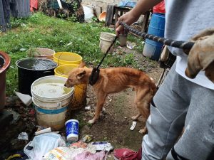 Catea Fiscalía General un domicilio en Zitácuaro y rescata un perro en condiciones de maltrato