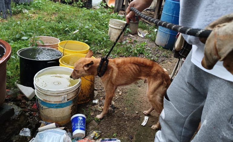 Catea Fiscalía General un domicilio en Zitácuaro y rescata un perro en condiciones de maltrato