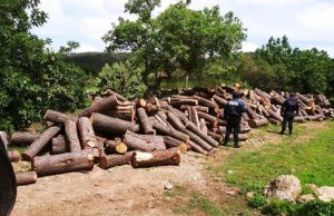 INTEGRA FGR INVESTIGACIÓN CONTRA UNA PERSONA POR UN DELITO CONTRA LA BIODIVERSIDAD EN TANGANCÍCUARO, MICHOACÁN