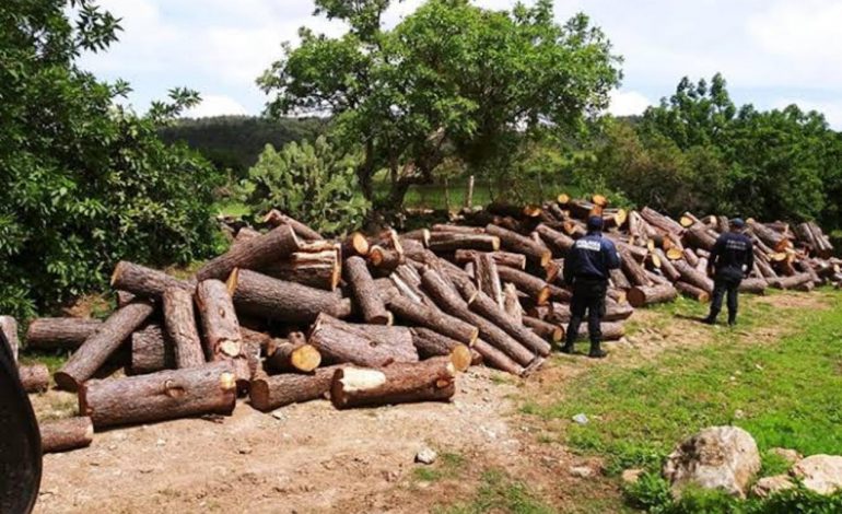 INTEGRA FGR INVESTIGACIÓN CONTRA UNA PERSONA POR UN DELITO CONTRA LA BIODIVERSIDAD EN TANGANCÍCUARO, MICHOACÁN