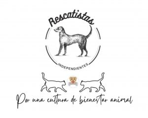 Día Mundial del Perro: asociaciones llaman a reflexionar sobre abandono y maltrato animal