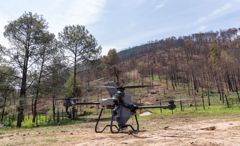 Así es la innovadora técnica de reforestación con drones para recuperar bosques michoacanos: Secma
