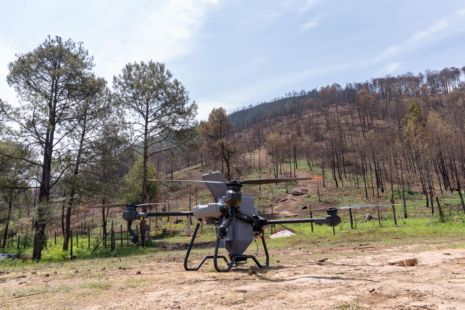 Así es la innovadora técnica de reforestación con drones para recuperar bosques michoacanos: Secma
