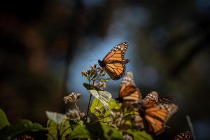 Biosfera de la Monarca, un tesoro natural que cumple 17 años como Patrimonio Mundial: Sectur