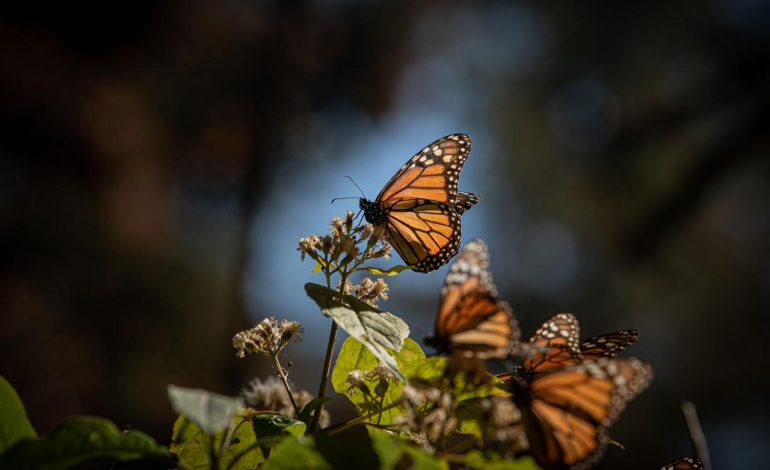 Biosfera de la Monarca, un tesoro natural que cumple 17 años como Patrimonio Mundial: Sectur