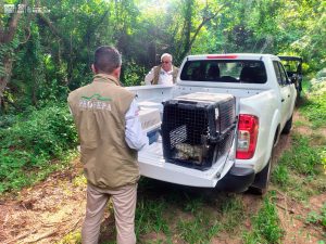 Zoológico de Morelia en colaboración con Profepa liberan a tamandúa mexicana