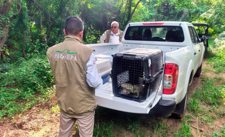 Zoológico de Morelia en colaboración con Profepa liberan a tamandúa mexicana